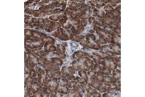 Immunohistochemical staining of human pancreas with CDH9 polyclonal antibody  shows strong cytoplasmic positivity in exocrine glandular cells at 1:50-1:200 dilution. (Cadherin 9 Antikörper)