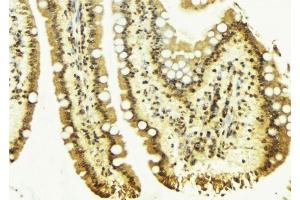 ABIN6276686 at 1/100 staining Mouse colon tissue by IHC-P. (Clusterin Antikörper  (Internal Region))