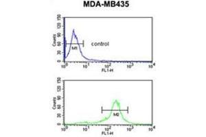 C19orf26 Antibody (Center) flow cytometric analysis of MDA-MB435 cells (bottom histogram) compared to a negative control cell (top histogram).