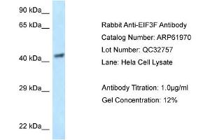 Western Blotting (WB) image for anti-Eukaryotic Translation Initiation Factor 3 Subunit F (EIF3F) (N-Term) antibody (ABIN786527) (EIF3F Antikörper  (N-Term))
