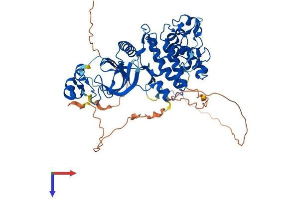 DYRK4 Protein (AA 1-520) (His tag)