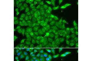Immunofluorescence analysis of A549 cells using CSNK1G2 Polyclonal Antibody (Casein Kinase 1 gamma 2 Antikörper)