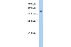 WB Suggested Anti-UGT3A2 Antibody Titration:  2. (UGT3A2 Antikörper  (N-Term))