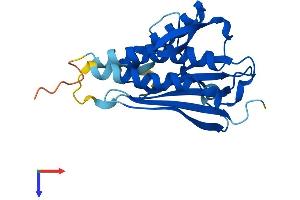 MAD2L2 Protein (AA 1-211) (His tag)