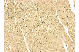 WFDC1 Mouse Monoclonal Antibody at 1/100 staining rat heart tissue by IHC-P. (WFDC1 Antikörper)