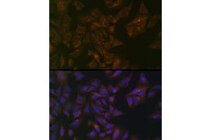 Immunofluorescence analysis of U-2 OS cells using Folate Binding Protein(FBP) / FOLR1 Rabbit pAb (ABIN7267224) at dilution of 1:100 (40x lens). (FOLR1 Antikörper  (AA 25-93))