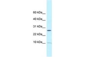 Image no. 1 for anti-Ribosomal Protein L39 (RPL39) (C-Term) antibody (ABIN6747647) (RPL39 Antikörper  (C-Term))
