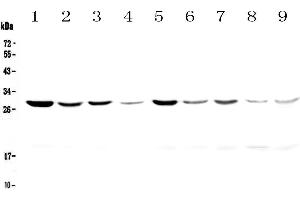 Western blot analysis of 14-3-3 zeta/delta using anti-14-3-3 zeta/delta antibody . (14-3-3 zeta Antikörper)