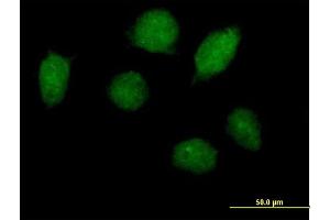 Immunofluorescence of purified MaxPab antibody to HOXA1 on HeLa cell. (HOXA1 Antikörper  (AA 1-335))