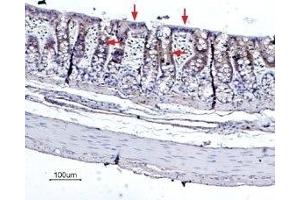 Expression of Bestrophin-2 in rat colon - Immunohistochemical staining of rat colon paraffin embedded sections using Anti-Bestrophin-2 (extracellular) Antibody (ABIN7042965 and ABIN7043936), (1:100), (brown). (Bestrophin 2 Antikörper  (3rd Extracellular Loop))