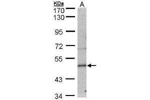 WB Image Sample (30 ug of whole cell lysate) A: MOLT4 , 7. (Septin 7 Antikörper)