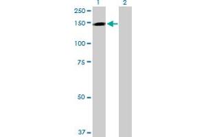 Western Blot analysis of TRAPPC10 expression in transfected 293T cell line by TRAPPC10 MaxPab polyclonal antibody.