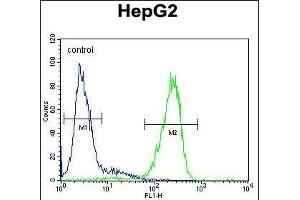 LMF2 Antibody (C-term) (ABIN654854 and ABIN2844517) flow cytometric analysis of HepG2 cells (right histogram) compared to a negative control cell (left histogram). (LMF2 Antikörper  (C-Term))