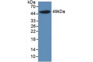 Western Blot; Sample: Recombinant a1AGP, Rat. (ORM1 Antikörper  (AA 19-186))