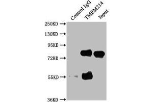 Immunoprecipitating TMEM214 in HepG2 whole cell lysate Lane 1: Rabbit control IgG instead of ABIN7173147 in HepG2 whole cell lysate. (TMEM214 Antikörper  (AA 2-236))