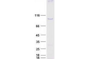 Western Blotting (WB) image for BTB and CNC Homology 1, Basic Leucine Zipper Transcription Factor 1 (BACH1) (Transcript Variant 1) protein (Myc-DYKDDDDK Tag) (ABIN2715132)