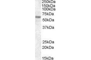Western Blotting (WB) image for Transcription Factor E3 (TFE3) peptide (ABIN370451) (Transcription Factor E3 (TFE3) Peptid)