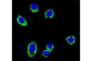 Confocal immunofluorescent analysis of BRAF antibody with HeLa cells followed by Alexa Fluor 488-conjugated goat anti-rabbit lgG (green). (BRAF Antikörper  (AA 424-453))