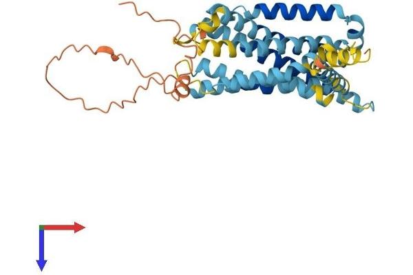 GPR142 Protein (AA 1-365) (His tag)