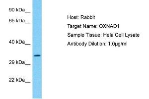 Host: Rabbit Target Name: OXNAD1 Sample Type: Hela Whole Cell lysates Antibody Dilution: 1. (OXNAD1 Antikörper  (C-Term))