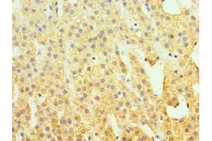 Immunohistochemistry of paraffin-embedded human adrenal gland tissue using ABIN7155529 at dilution of 1:100 (SUV39H2 Antikörper  (AA 201-410))