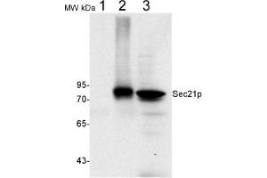 Image no. 2 for anti-Coatomer subunit gamma (SEC21) antibody (ABIN249385)