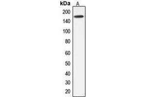 Western blot analysis of ABCC12 expression in HepG2 (A) whole cell lysates. (ABCC12 Antikörper  (Center))