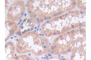 IHC-P analysis of Human Kidney Tissue, with DAB staining. (SHP1 Antikörper  (AA 244-515))