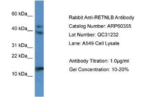 Western Blotting (WB) image for anti-Resistin Like beta (RETNLB) (N-Term) antibody (ABIN2788419) (RETNLB Antikörper  (N-Term))