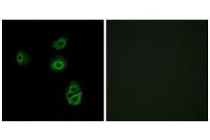 Immunofluorescence (IF) image for anti-Olfactory Receptor 2B2 (OR2B2) (Internal Region) antibody (ABIN1853204)