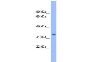 C20ORF116 antibody used at 1 ug/ml to detect target protein.
