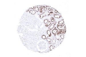 Kidney cortex (Rekombinanter Villin 1 Antikörper  (AA 600-700))
