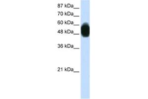 Western Blotting (WB) image for anti-Zinc Finger Protein 296 (ZNF296) antibody (ABIN2460250) (Zinc Finger Protein 296 (ZNF296) Antikörper)