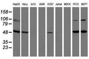 Image no. 3 for anti-Integrin alpha FG-GAP Repeat Containing 2 (ITFG2) antibody (ABIN1498914) (ITFG2 Antikörper)