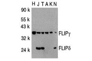 Western Blotting (WB) image for anti-CASP8 and FADD-Like Apoptosis Regulator (CFLAR) (C-Term) antibody (ABIN1030399) (FLIP Antikörper  (C-Term))