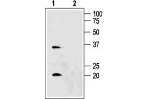 Western blot analysis of rat kidney membranes: - 1. (AQP6 Antikörper  (C-Term, Intracellular))