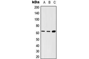 Western blot analysis of LNK expression in HEK293T (A), Raw264. (SH2B3 Antikörper  (Center))