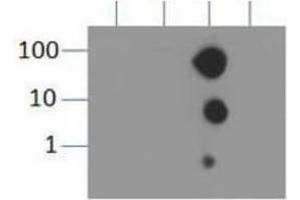 Dot Blot (DB) image for anti-Histone 3 (H3) (H3K9me3) antibody (ABIN5706787)