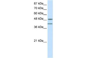 WB Suggested Anti-RAE1 Antibody Titration:  0. (RAE1 Antikörper  (C-Term))
