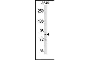 Western blot analysis of DDX53 Antibody (C-term) in A549 cell line lysates (35ug/lane). (DDX53 Antikörper  (C-Term))
