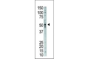 GDF2 Antikörper  (N-Term)