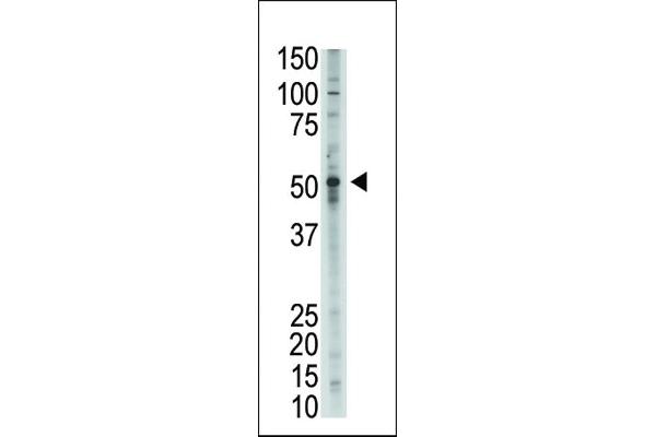 GDF2 Antikörper  (N-Term)