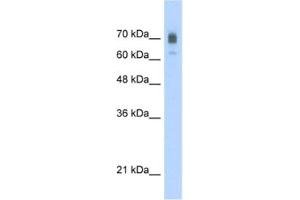 Western Blotting (WB) image for anti-Kinesin Family Member 22 (KIF22) antibody (ABIN2460841) (KIF22 Antikörper)