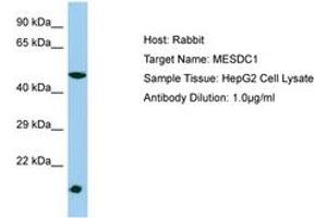 Image no. 1 for anti-Mesoderm Development Candidate 1 (MESDC1) (AA 21-70) antibody (ABIN6750213) (MESDC1 Antikörper  (AA 21-70))
