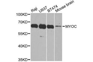 Western blot analysis of extracts of various cell lines, using MYOC antibody. (MYOC Antikörper  (AA 245-504))