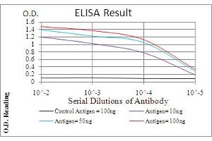 Fig. (Calretinin Antikörper  (AA 1-271))