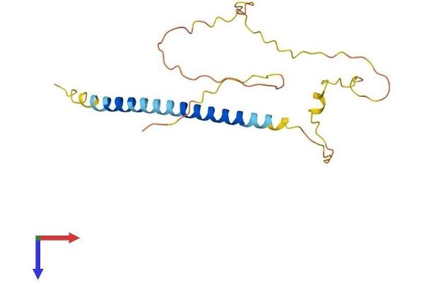 BMF Protein (AA 1-184) (His tag)
