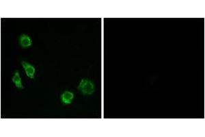 Immunofluorescence (IF) image for anti-G Protein-Coupled Receptor, Family C, Group 5, Member D (GPRC5D) (AA 271-320) antibody (ABIN2890864) (GPRC5D Antikörper  (AA 271-320))