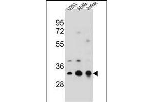 T Antibody (N-term) (ABIN656684 and ABIN2845922) western blot analysis in ,A549,Jurkat cell line lysates (35 μg/lane).