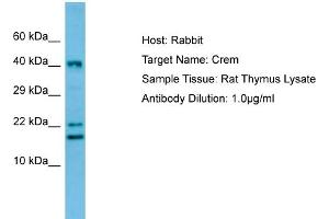 WB Suggested Anti-Crem Antibody   Titration: 1. (CREM Antikörper  (C-Term))